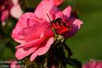 Jardins rose photo