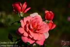 Jardins rose photo
