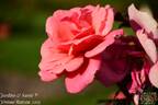 Jardins rose photo