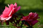 Jardins rose photo