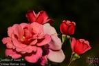 Jardins rose photo
