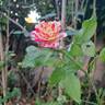 Abracadabra rose photo