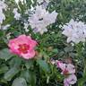 Peace and Love rose photo