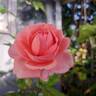 Sir Lancelot rose photo