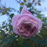 Spirit of Freedom rose photo