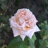 Eve de Rothschild rose photo