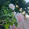 Donatella rose photo