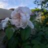 The Generous Gardener rose photo
