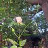 Iceberg rose photo