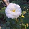 Midsummersnow ® rose photo