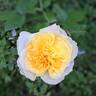 Henri Delbard rose photo