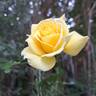 Urban Streetlight Sunmaid rose photo