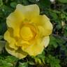 True Friendship rose photo