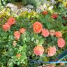 Burst of Joy ™ rose photo