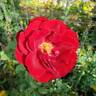 Black Lady ® rose photo