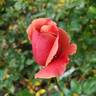 Victoriana rose photo
