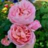 April Love ™ rose photo