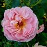 April Love ™ rose photo