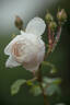 Desdemona rose photo