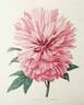 Impératrice Joséphine peony photo
