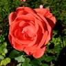 Tropicana rose photo