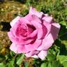 Sweet Intoxication rose photo