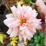 Mabelle Stearns rose photo