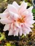Mabelle Stearns rose photo