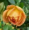 Lady of Shalott rose photo