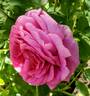 Sweet Madame Blue ™ rose photo