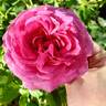Sweet Madame Blue ™ rose photo