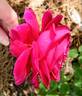 Stephens' Big Purple rose photo