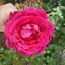 Stephens' Big Purple rose photo