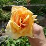 Helen Hayes rose photo