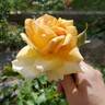 Helen Hayes rose photo