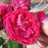 Général Washington rose photo