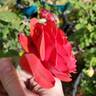 Gypsy (hybrid tea, Swim rose photo