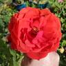 Gypsy (hybrid tea, Swim rose photo