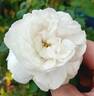 Boule de Neige rose photo
