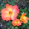 Playboy rose photo