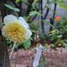 The Country Parson rose photo