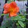 Salto rose photo