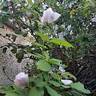 La Belle Rouet rose photo
