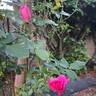 Rodin ® rose photo