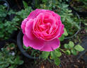 Abdiel rose photo