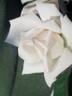 Anggun rose photo