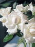 Anggun rose photo