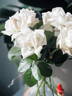 Anggun rose photo