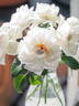 Anggun rose photo