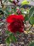 AKA 166-18.1 rose photo